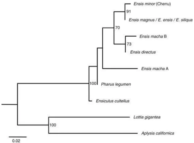 Figure 6. Maximum likelihood phylogeny of the U1 small nuclear RNA coding region of the razor shell and gastropod  species, reconstructed using the K81+I model
