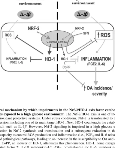 Figure 7: Hypothetical mechanism by which impairments in the Nrf-2/HO-1 axis favor catabolic responsiveness to  IL-1β in chondrocytes exposed to a high glucose environment