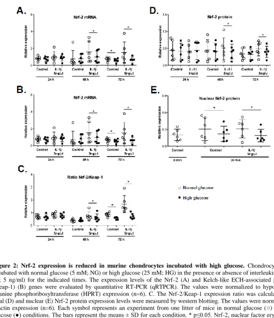 Figure  2:  Nrf-2  expression  is  reduced  in  murine  chondrocytes  incubated  with  high  glucose