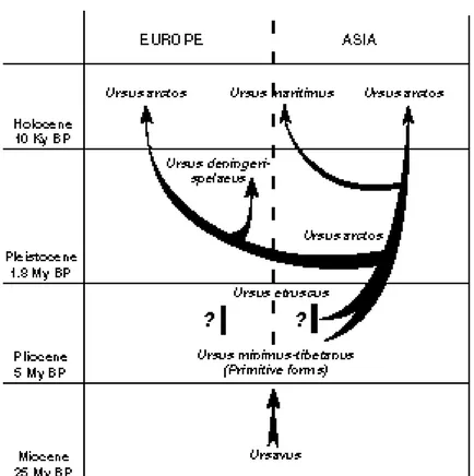 Figure 3. Phylogeny of Ursids. Adapted from MAZZA &amp; RUSTIONI (1994). U. deningeri and U.