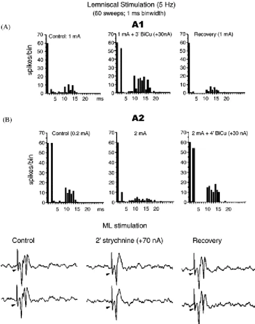 Fig.  1. Lemniscal  stimulation  and  recurrent  effects.  ML  stimulation  and  Bicuculline  (GABA d   antagonist)  ejection  shows  GAB  neurons participating in lateral recurrent effects (A)