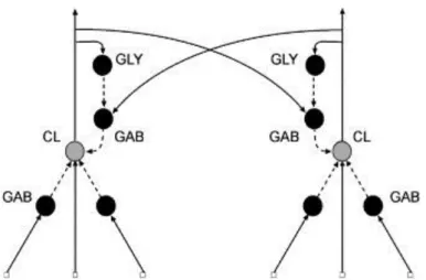 Fig.  2. A  model  of  the  CN  circuitry.  CL  neurons  have  both  afferent  and  recurrent  influences
