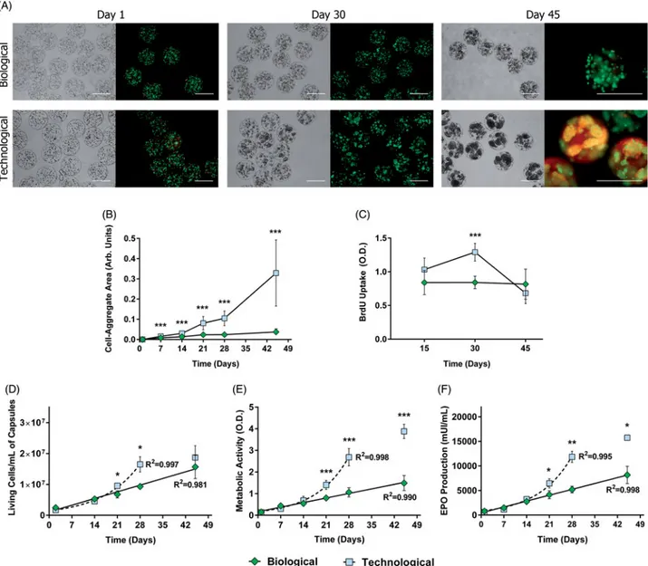 Figure 1. APA microcapsules formulated with different types of osmolarity adjusting agents led to contrasting cell behavior in vitro
