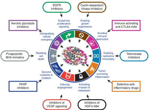 Figure 2.1. The hallmarks of cancer. This figure illustrates the characteristic capabilities of growing cancers and examples of therapeutic drugs that have been developed to combat them
