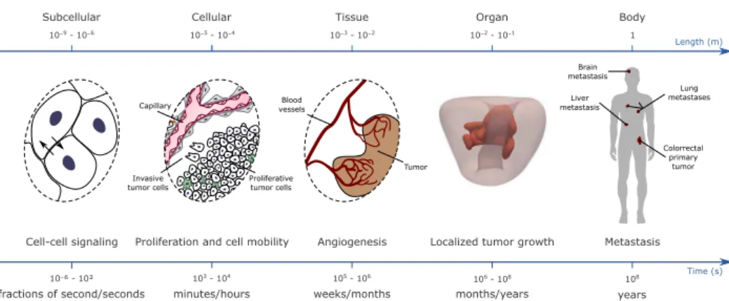 Figure 2.2. The spatial and time scales of cancer. The biological and physiological processes involved in tumor growth span a wide range of spatial and time scales