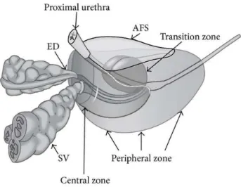 Figure 2.4. Local anatomy of the prostate. ED: ejaculatory ducts; SV: seminal vesicles; AFS: anterior fibromuscular stroma
