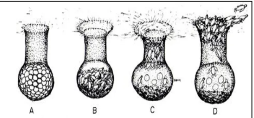 Fig.  14.  Neonato  salido  del  nido.  Nótese  el  dentículo  en  su  pico  con  el  que  rasgan  el  huevo