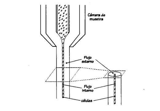Figura 3.- Flujo laminardc salida de la mucstra, crcado porla diferencia dc presioncs entre el fluido de la muestra (fluido interno) y el fluido acompañante (fluido externo).
