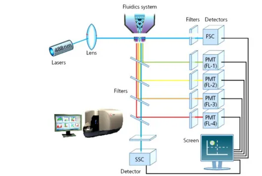Figura 10. Componentes de un citómetro de flujo  (Imagen modificada de http://nptel.ac.in/courses/102103016/19).