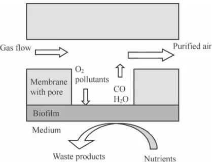 Figure 2. Principle of the microporous membrane bioreactor.