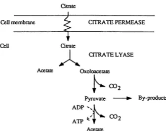 FIG. 6. Ethanol (0) formation from glucose and acetate (C1) formation from citrate with a coculture of S