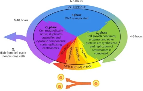 Figure 1.4 shows a schematic view of the cell cycle.