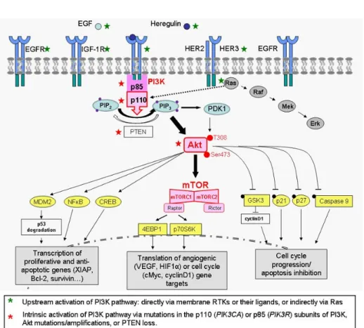 Figure 1.5: The PI3K/Akt/mTOR signaling pathway [54]. This pathway is up-regulated in a significant proportion of ovarian cancers