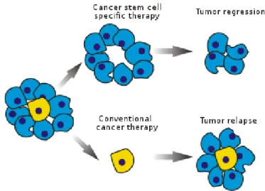 Figure 1.6: In the Cancer Stem Cell (CSC) model these cells can divide sym- sym-metrically or asymsym-metrically to produce Differentiated Cancer Cells (DCCs) with limited proliferative capability.