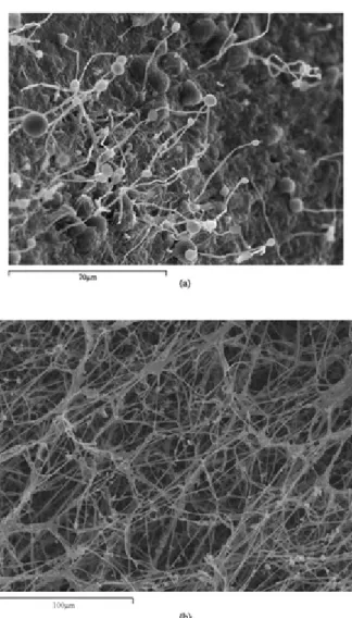 Figure 2 SEM images taken from (a) the first‐stage BTF and (b) the second‐stage BF. 
