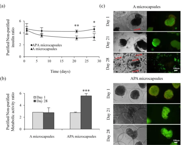 Fig. 7. Purified/non-purified ratios of (a) insulin production and (b) metabolic activity, of A and APA microencapsulated  INS1E  pseudoislets  before  and  after  magnetic  separation