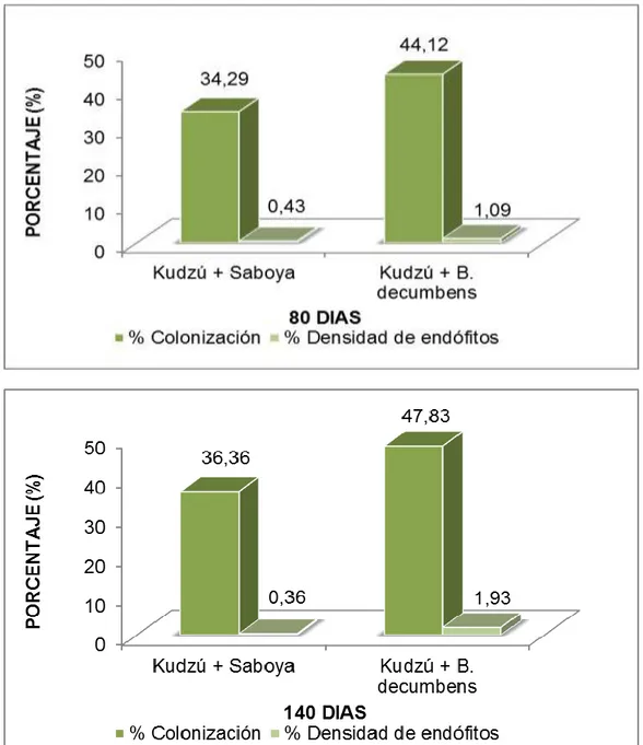 Figura  8.  Porcentajes  de  colonización  y  densidades  de  endófitos  en  dos  asociaciones  de    pastos  con  leguminosas    a  los  80  (a)  y  140  días (b)