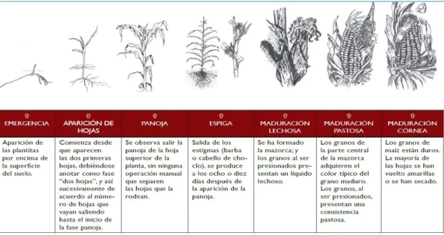 Figura 1. Estados fenológicos del cultivo de maíz (12). 