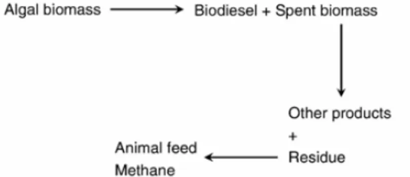 Figura 2: Biorrefinado de la biomasa sobrante en el proceso de síntesis de biodiesel. (Extraído de: Chisti, Y., 2007) 