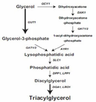 Figura 3: Ruta de síntesis  de triacilglicerol por S. cerevisiae, a  partir  de  un  sustrato  barato  como  es  el  glicerol,  que  además  es  producto  sobrante  tras  de  la  transesterificación  del  triacilglicerol (retroalimentación positiva) (Extra