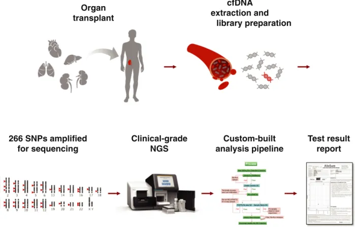 Figure 1 Clinical-grade dd-cfDNA assay work ﬂow. Blood is drawn from a transplant recipient and delivered to the Clinical Laboratory Improvement Amendment laboratory in cfDNA preservation tubes