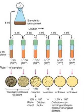 Figura 1. Procedimiento para la determinación de viables usando  diluciones seriadas de la muestra y el método de siembra en  placa (Fuente: Madigan et al., 2003)