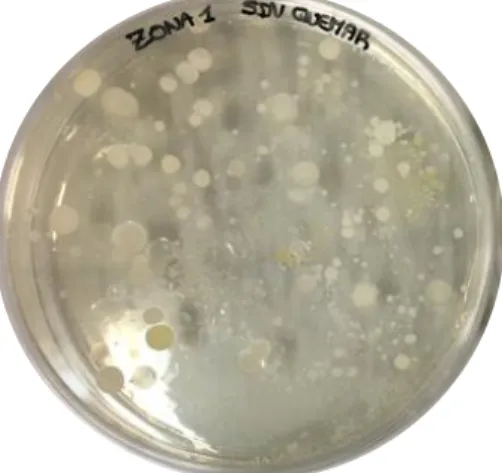 Figura 1. Agar PCA con crecimiento de colonias de microorganismos aerobios. 