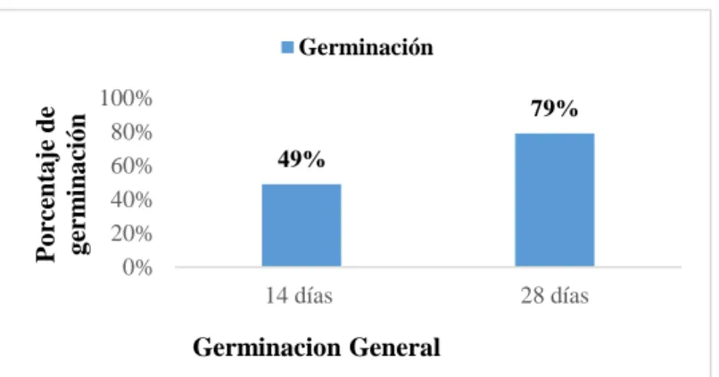 Figura 4. Germinación de plántulas de eucalipto. 