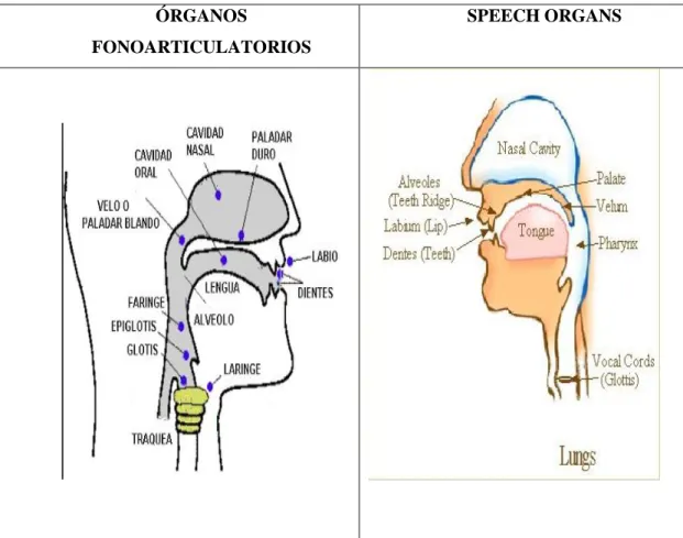 Cuadro Nº  3 Órganos Fonoarticulatorios 