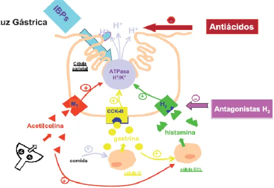 Figura 3 Mecanismos de secreción del ácido en la célula parietal del estómago.   