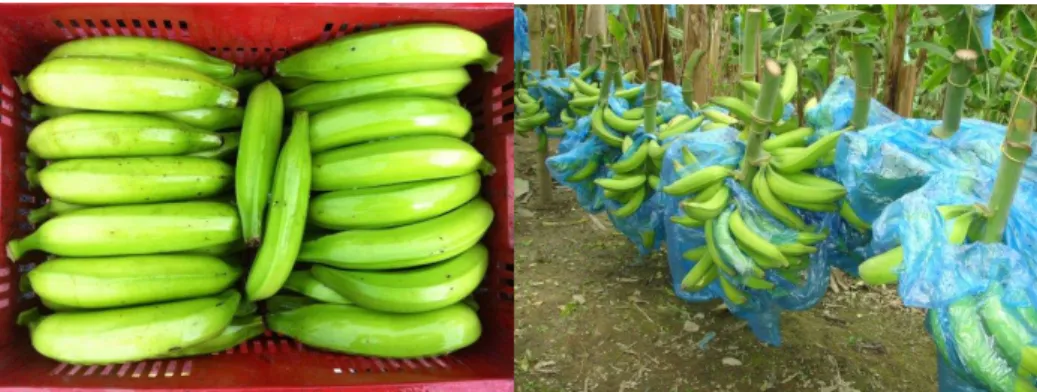 Figura 4. Plátano dominico 
