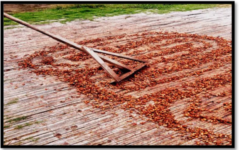 Ilustración 8 Oxigenación con pala de madera 