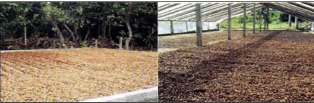 Figura 6 Secado natural del cacao.  