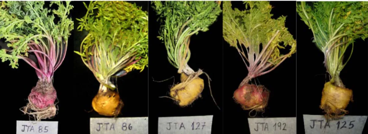 Figura 5: Fotografías de algunas de las entradas de maca del banco de  germoplasma del CIP 