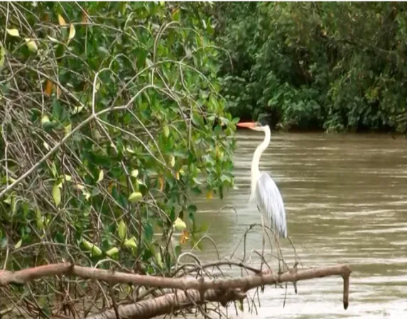 Figura 17 Río Balao 