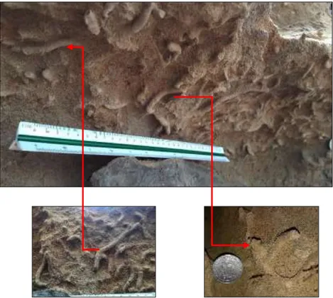 Foto 3.4. Huellas de bioturbaciones de anélidos cerca de la base del estrato  (Formación Tablazo)