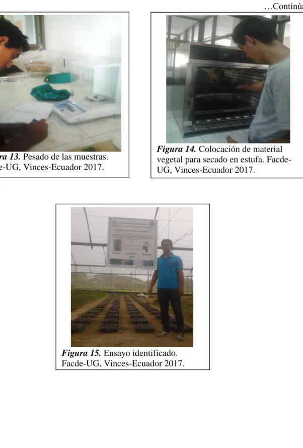 Figura 13. Pesado de las muestras. 