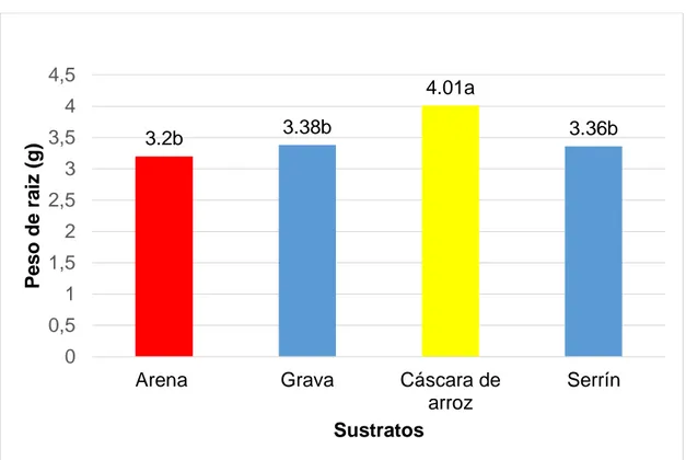 Figura 6. Promedio de peso de raíz (g) mediante cuatro sustratos. 