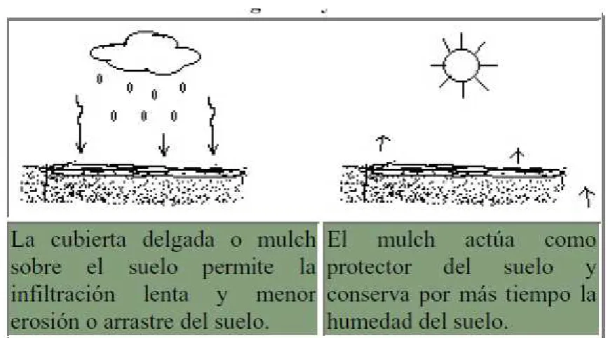 FIGURA 6. Mulch.  