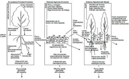 FIGURA 7. Sistema agroforestal ideal. 