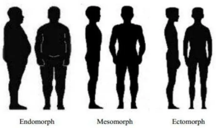 Figura 4 – Tipos de somatotipos. 