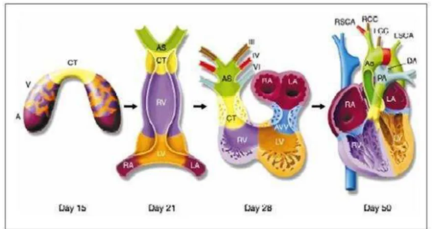 Figura 1.  Representación esquemática de la rotación del tubo cardiaco primitivo, para 