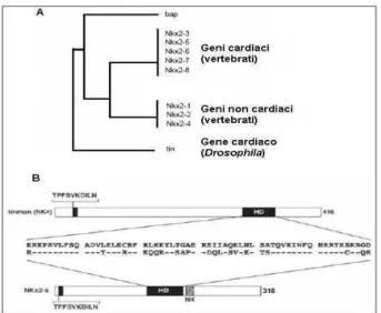 Figura 22.  Familia de los factores de transcripción de la clase Homeobox NK-2  A: árbol filogenético de la proteína NK, B: homología entre la Tinman y la estructura  NKX2.5 