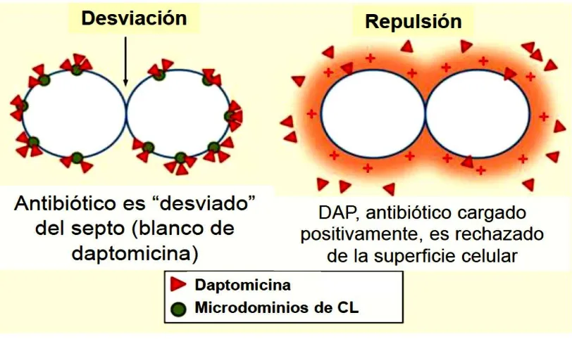 Figura 6. Diferencia del mecanismo de resistencia a daptomicina entre E. faecalis y 