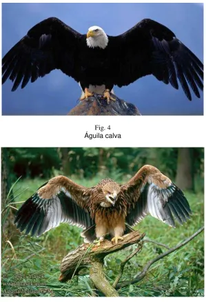 Águila calva Fig. 4  