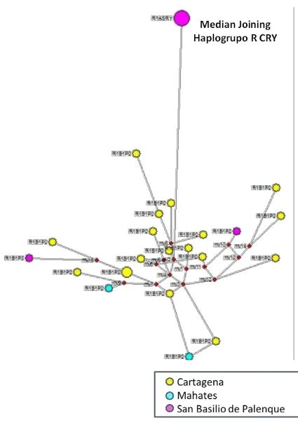 Figura 54 Median Joining Haplogrupo R CR-Y 