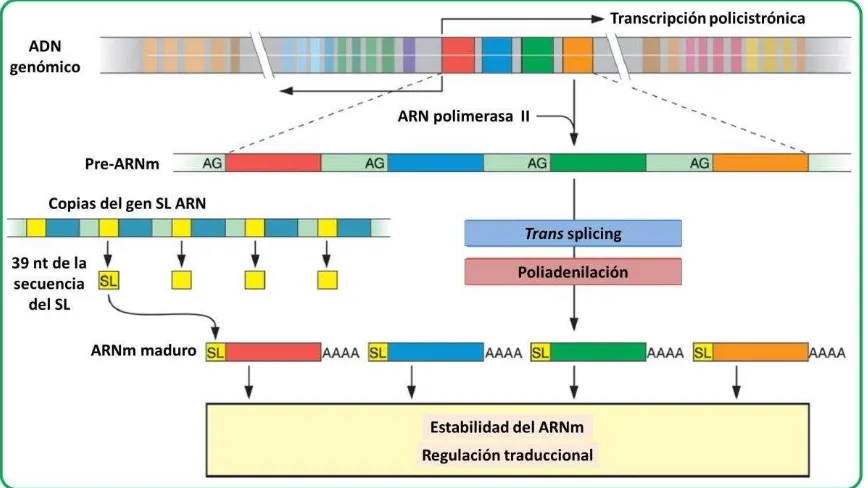 Figura 3. Procesamiento de pre-ARNm en Leishmania. La regulación de la expresión génica en Leishmania tiene características únicas comunes entre los tripanosomátidos que incluyen transcripción policistrónica de grandes unidades de ARNm por una ARNpol II, l