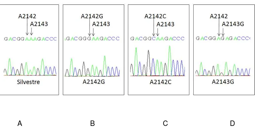 Figura 3.1. Resultados de la secuencia de los productos de PCR amplificados con los iniciadores K1 y K2