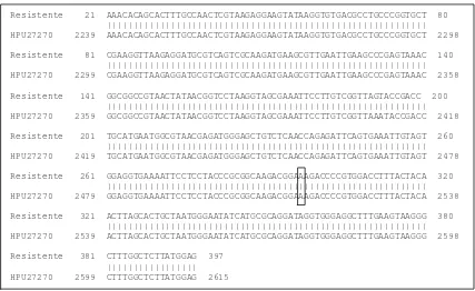 Figura 3.2. Alineamiento de la secuencia de nucleótidos de le dominio V in 23S rRNA de un a GenBank U27270
