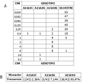 Figura 3.2. Distribución de los aislamientos de H. pylori de acuerdo a la concentración mínima inhibitoria y el genotipo de 23S rRNA